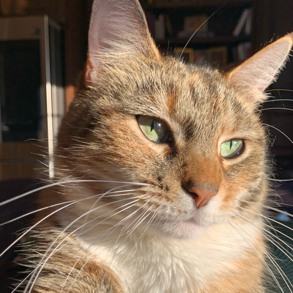 Meet your Posher, Madison